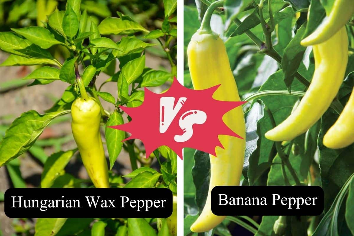 Hungarian Wax Pepper Vs. Banana Pepper Looks, Heat Unit, Etc.