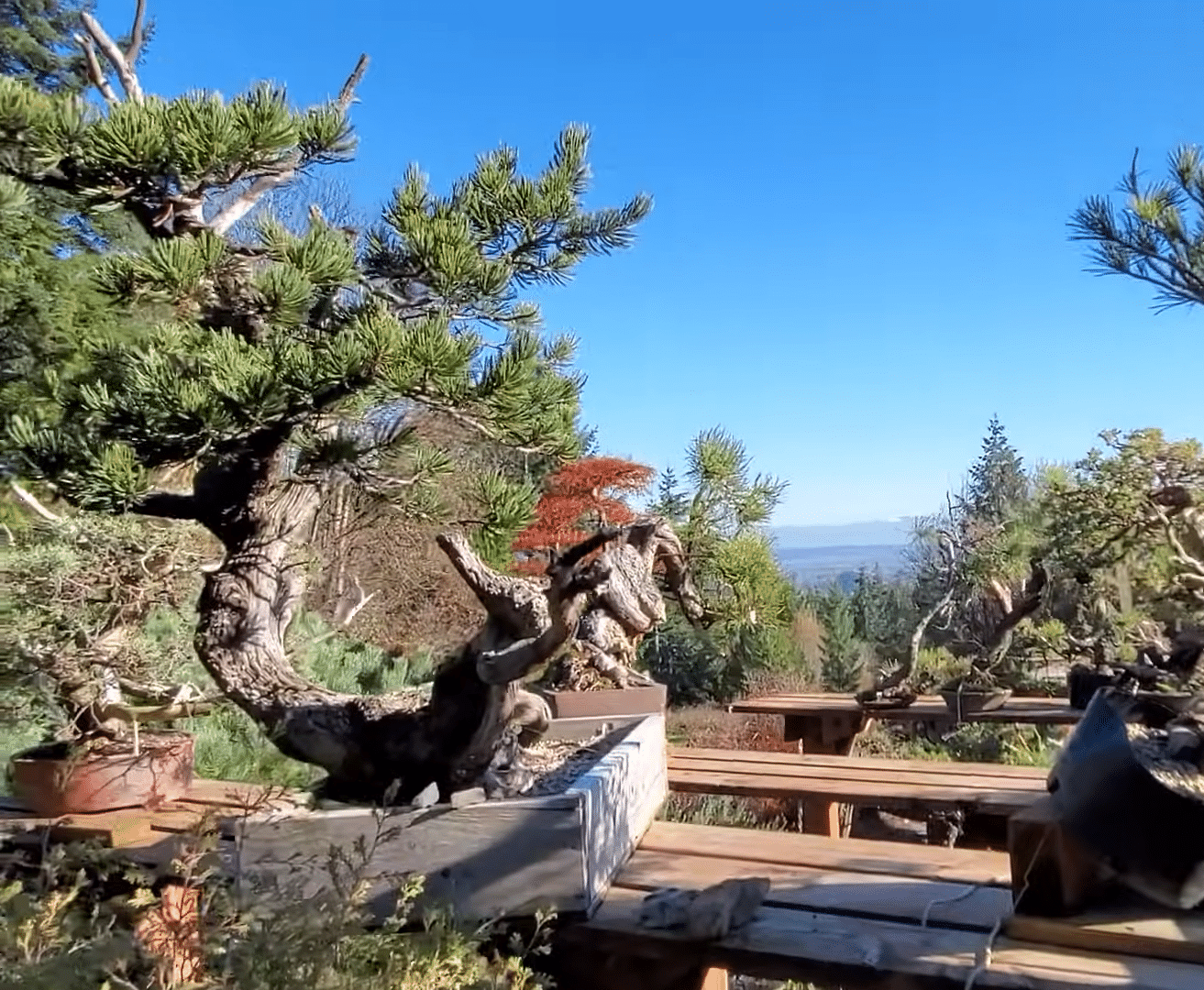 How Bonsai Mirai Vandalized? The Real Story Behind It!