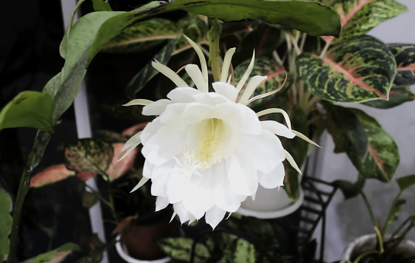 Queen Of The Night Flower Meaning Spiritual And Religious