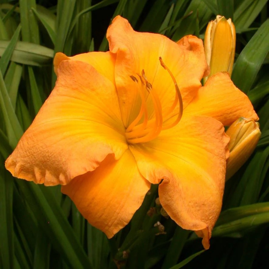 Daylily Wildfire Tango Plants Direct