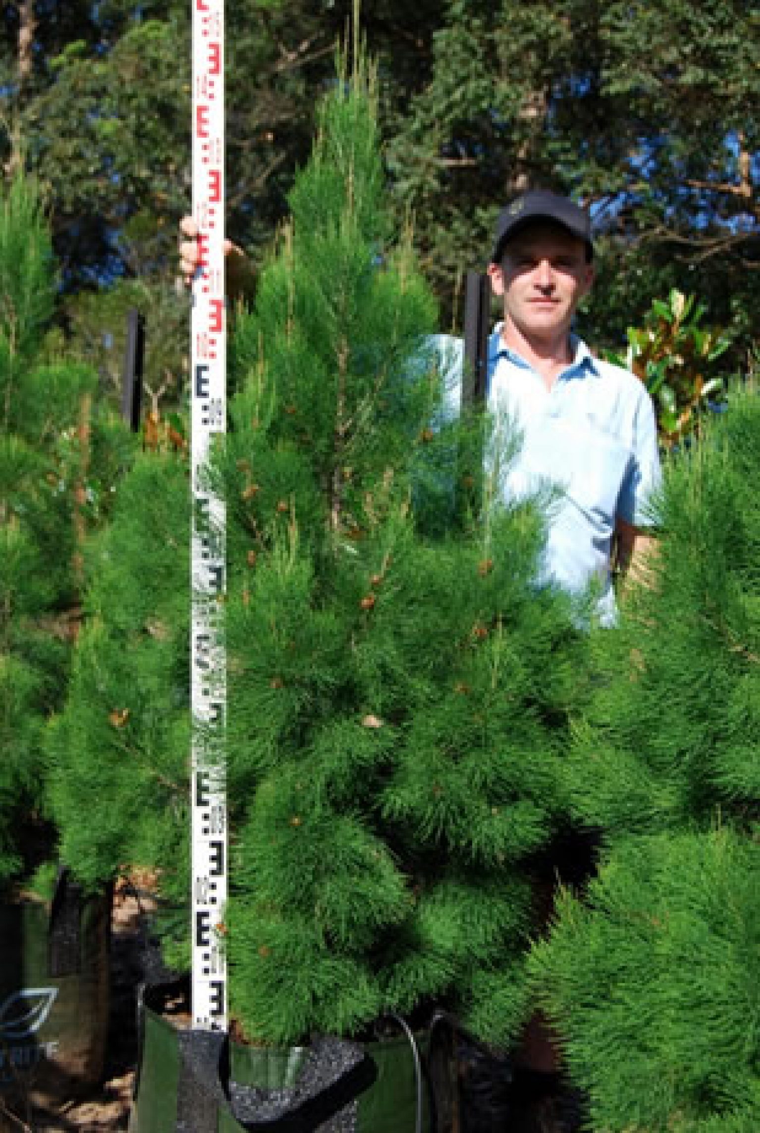 Gymnostoma australianum DAINTREE PINE Aussie Native Christmas Tree Plants Direct Queensland