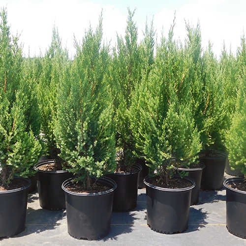 Juniper, Blue Point Shrub Plants Direct To You