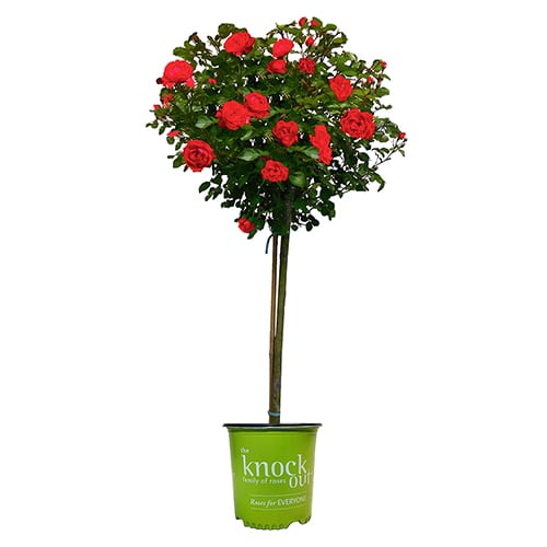 The Double Knock Out Tree® Rose Plant with Vibrant Cherry Red Blooms 3