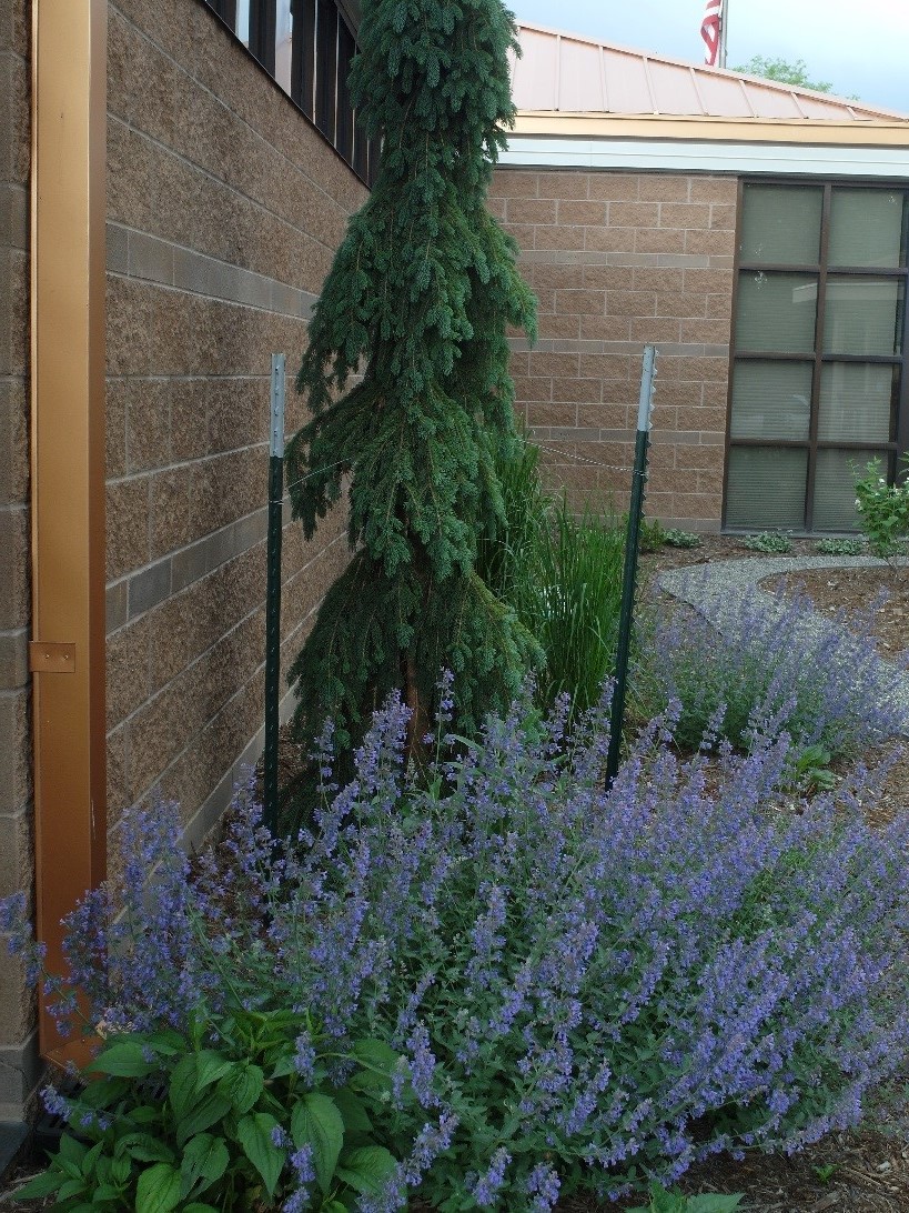 Berthoud Community Library District Plant Select
