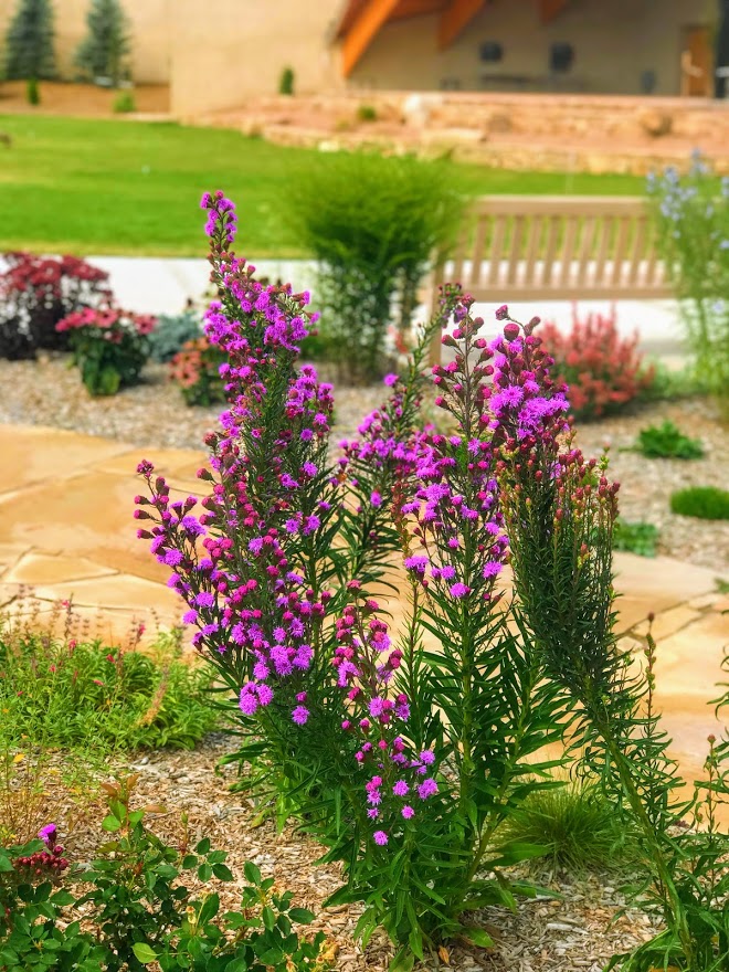 Meadow Blazing Star Gayfeather Liatris ligulistylis Plant Select