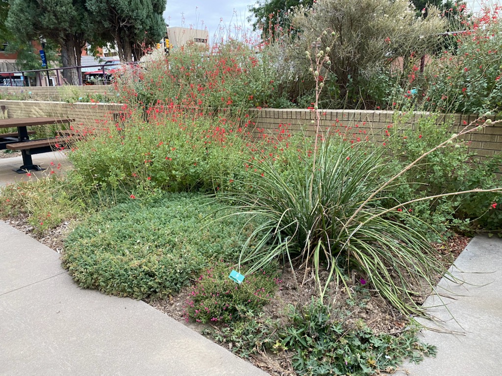 Otero County Courthouse Garden (La Junta) Plant Select