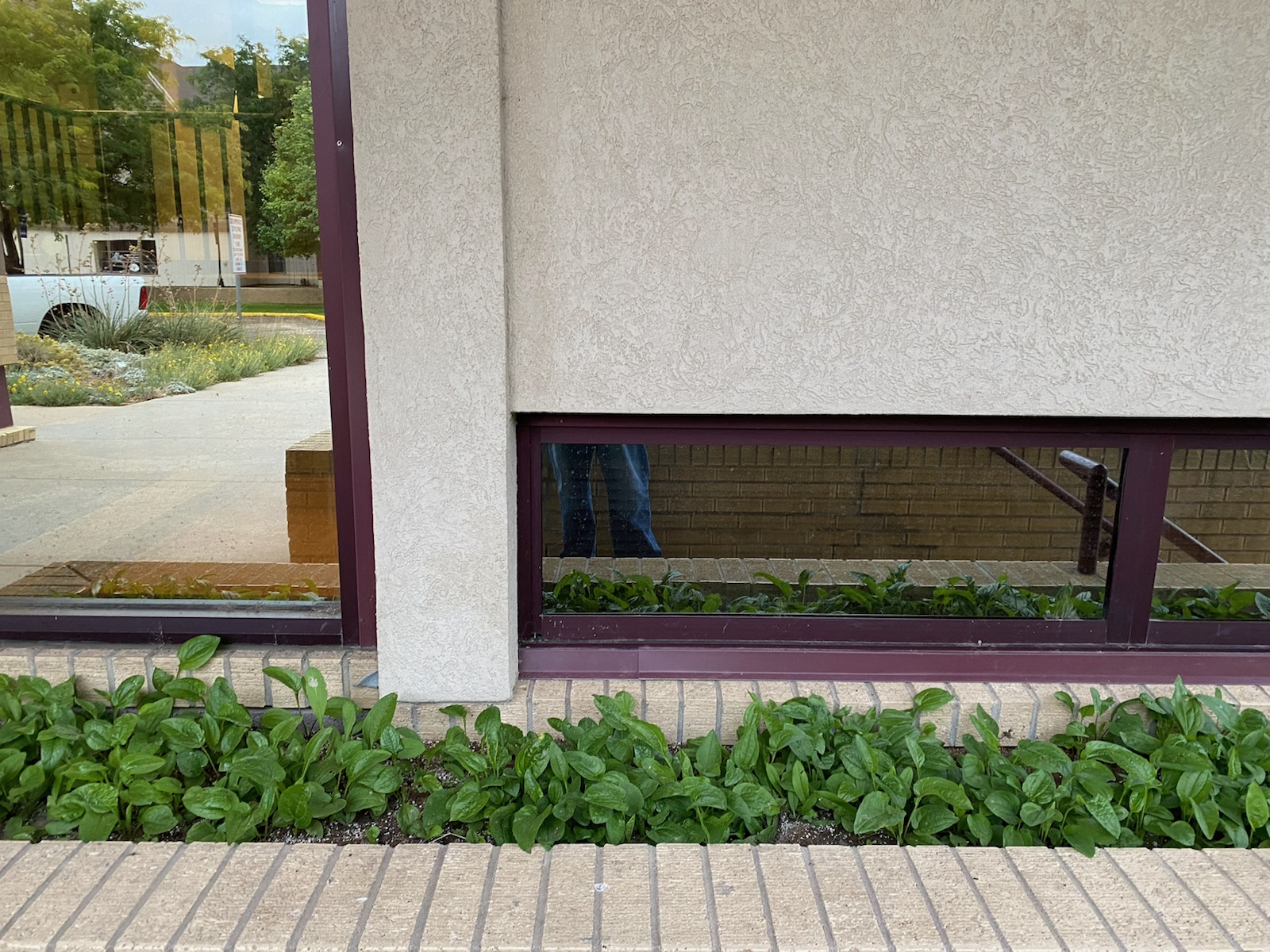Otero County Courthouse Garden (La Junta) Plant Select