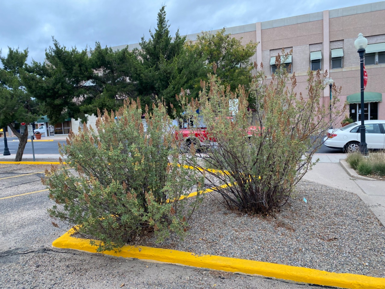 Otero County Courthouse Garden (La Junta) Plant Select