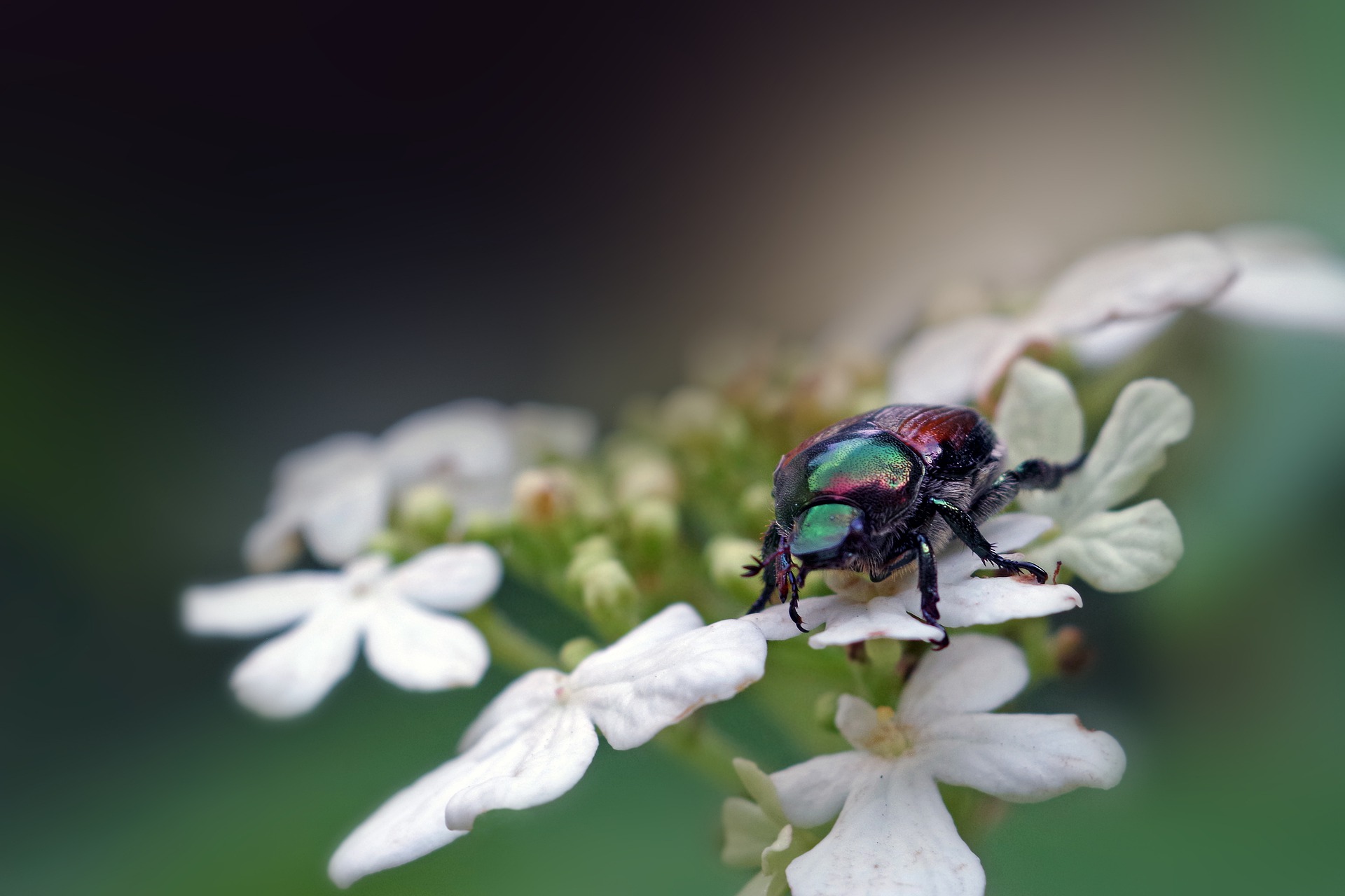 Why You're Seeing So Many Japanese Beetles In 2020 Plant Sentry™