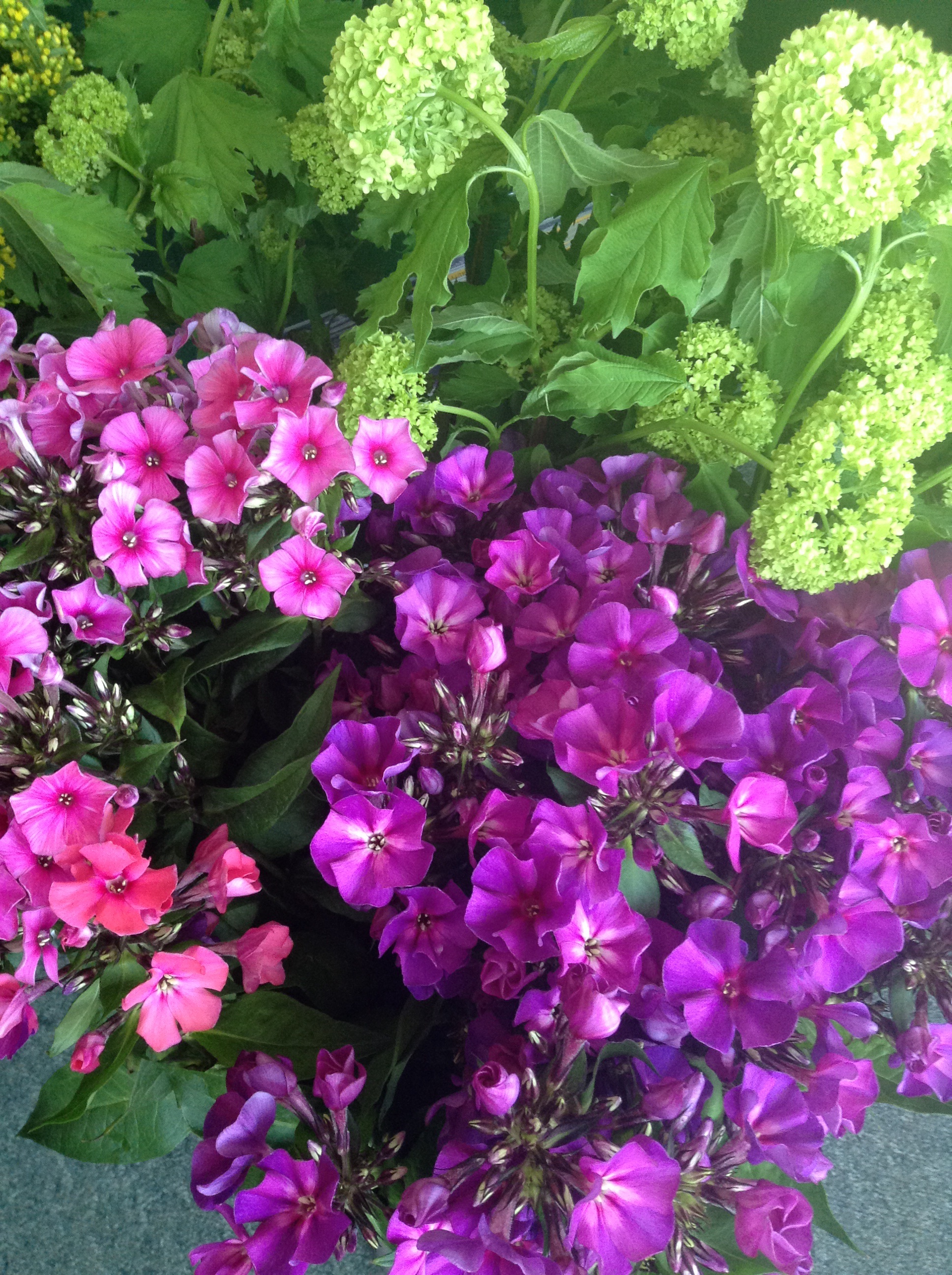 Stunning Phlox plants for all seasons