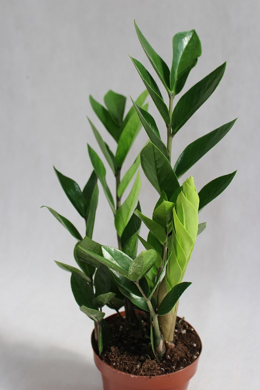 ZAMIOCULCAS ZAMIIFOLIA (ZAMIOKULKAS ZAMIOLISTNY) Plantsforyou