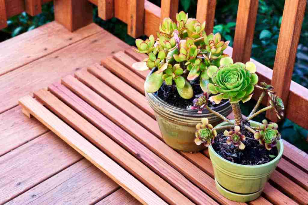 How To Water Succulents Without Drainage A Complete Guide