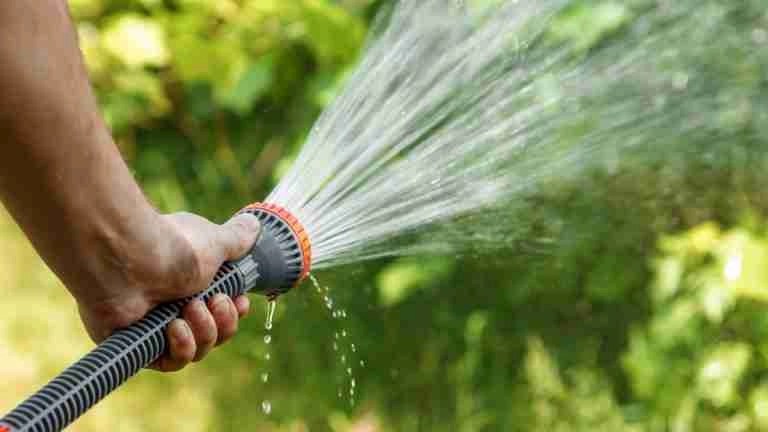 How To Get Rid Of Golden Rain Tree Bugs A Complete Guide Plants Heaven