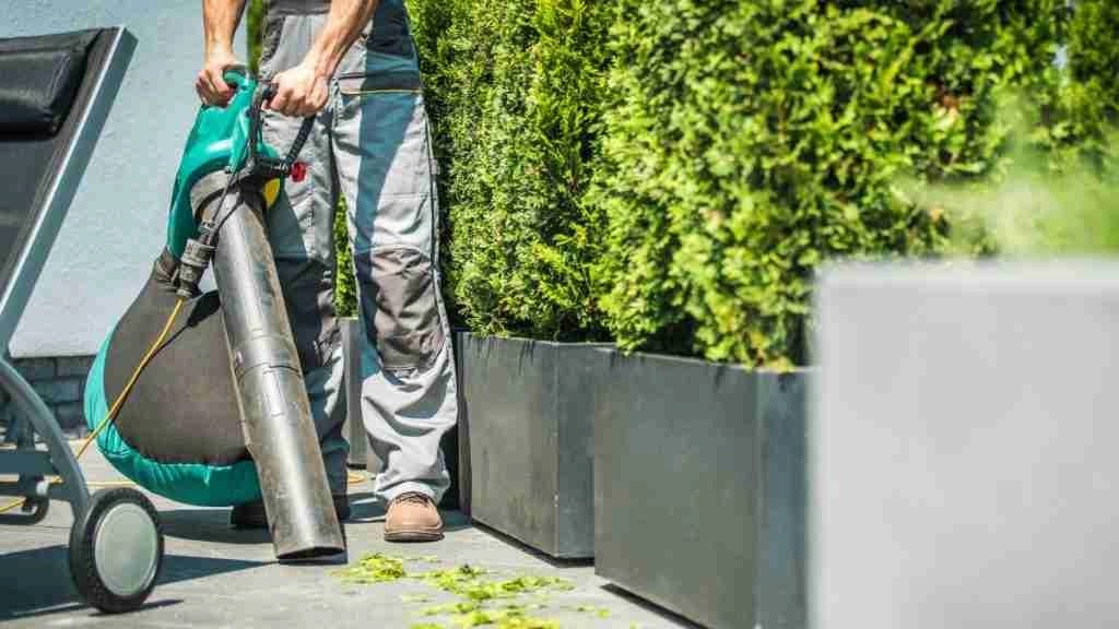 How To Get Rid Of Golden Rain Tree Bugs A Complete Guide Plants Heaven