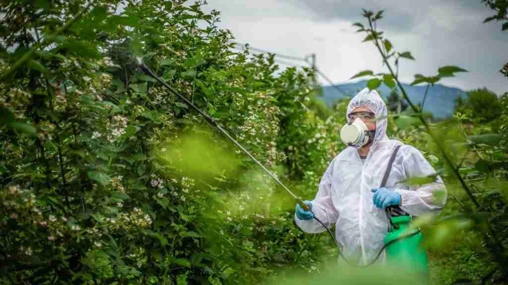 How To Get Rid Of Golden Rain Tree Bugs A Complete Guide Plants Heaven