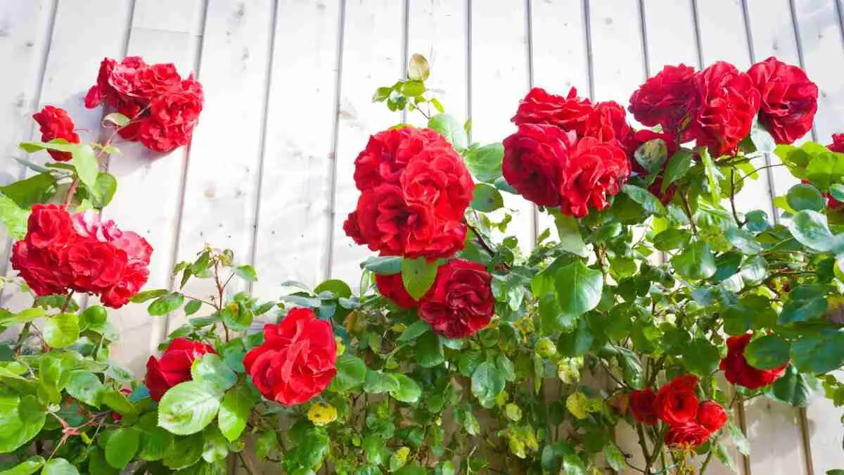 Here's How To Train Climbing Roses Plants Heaven