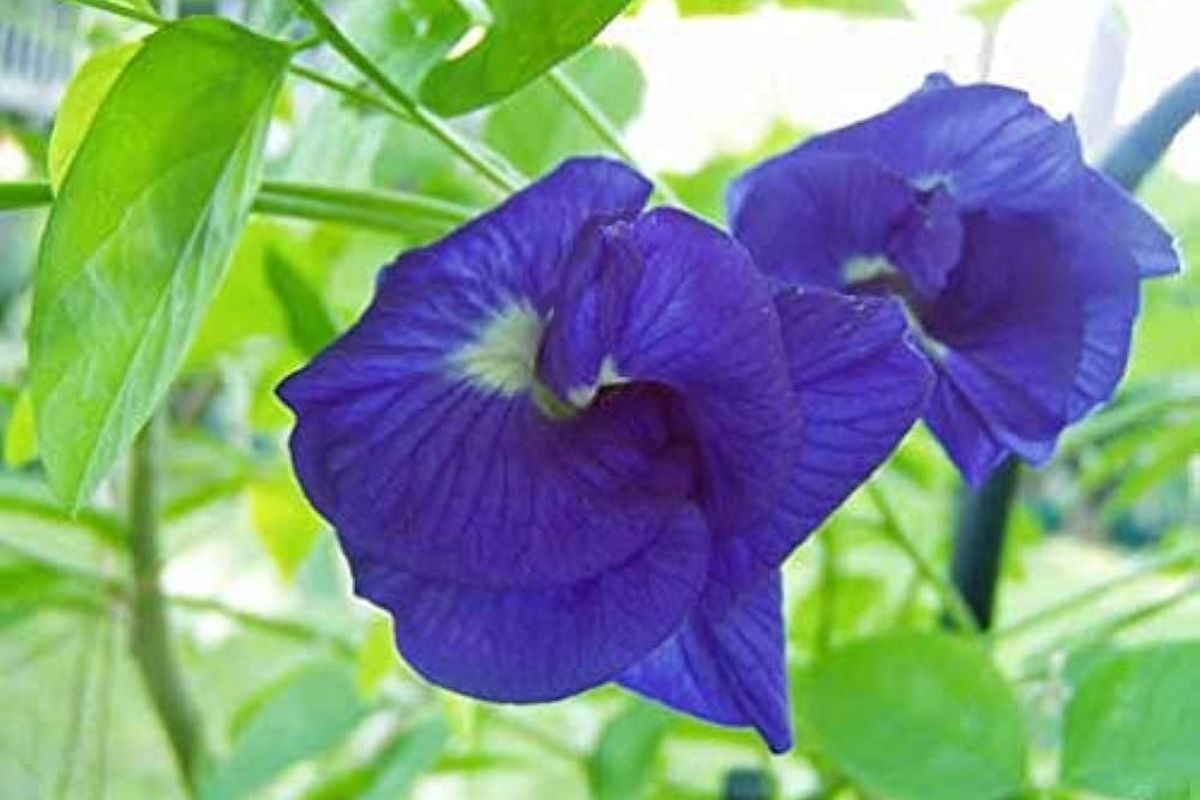 Aparajita Plants Information