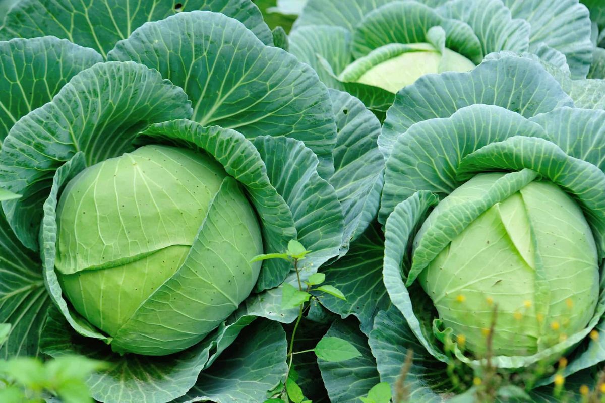 Cabbage Plants Information