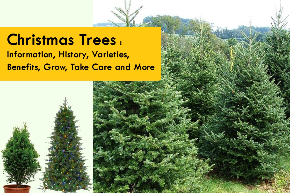 Christmas Trees Information, History, Varieties, Benefits, Grow, Take