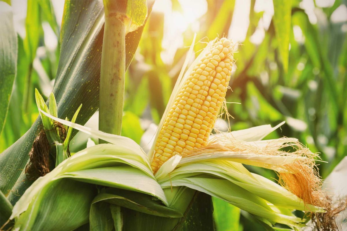 Corn Plants Information