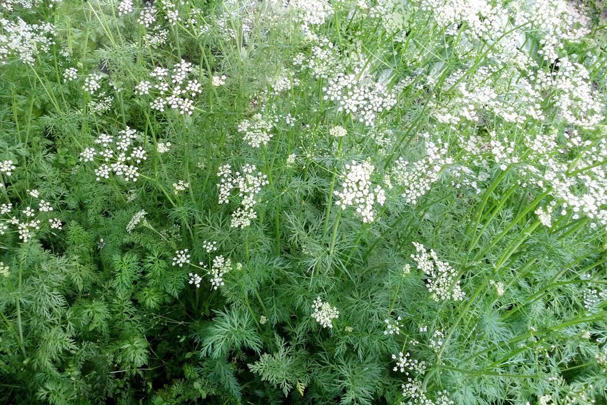 Cumin / Jeera Plant Plants Information