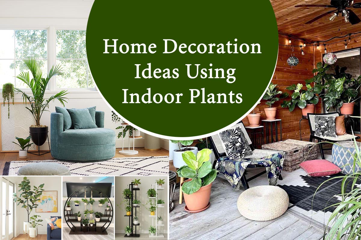 Home Decoration Ideas Using Indoor Plants Plants Information