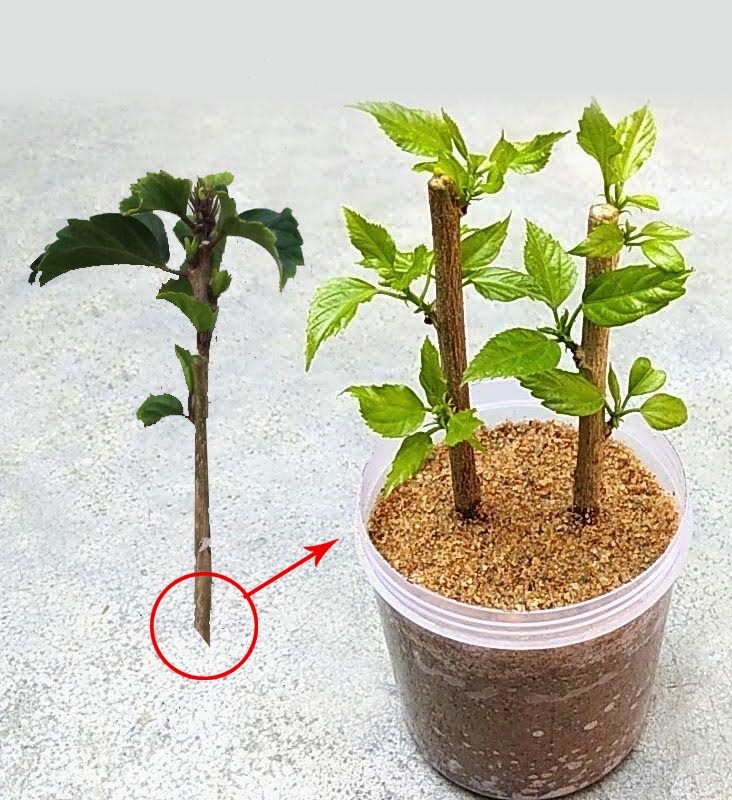 How To Grow Hibiscus From Cuttings vlr.eng.br