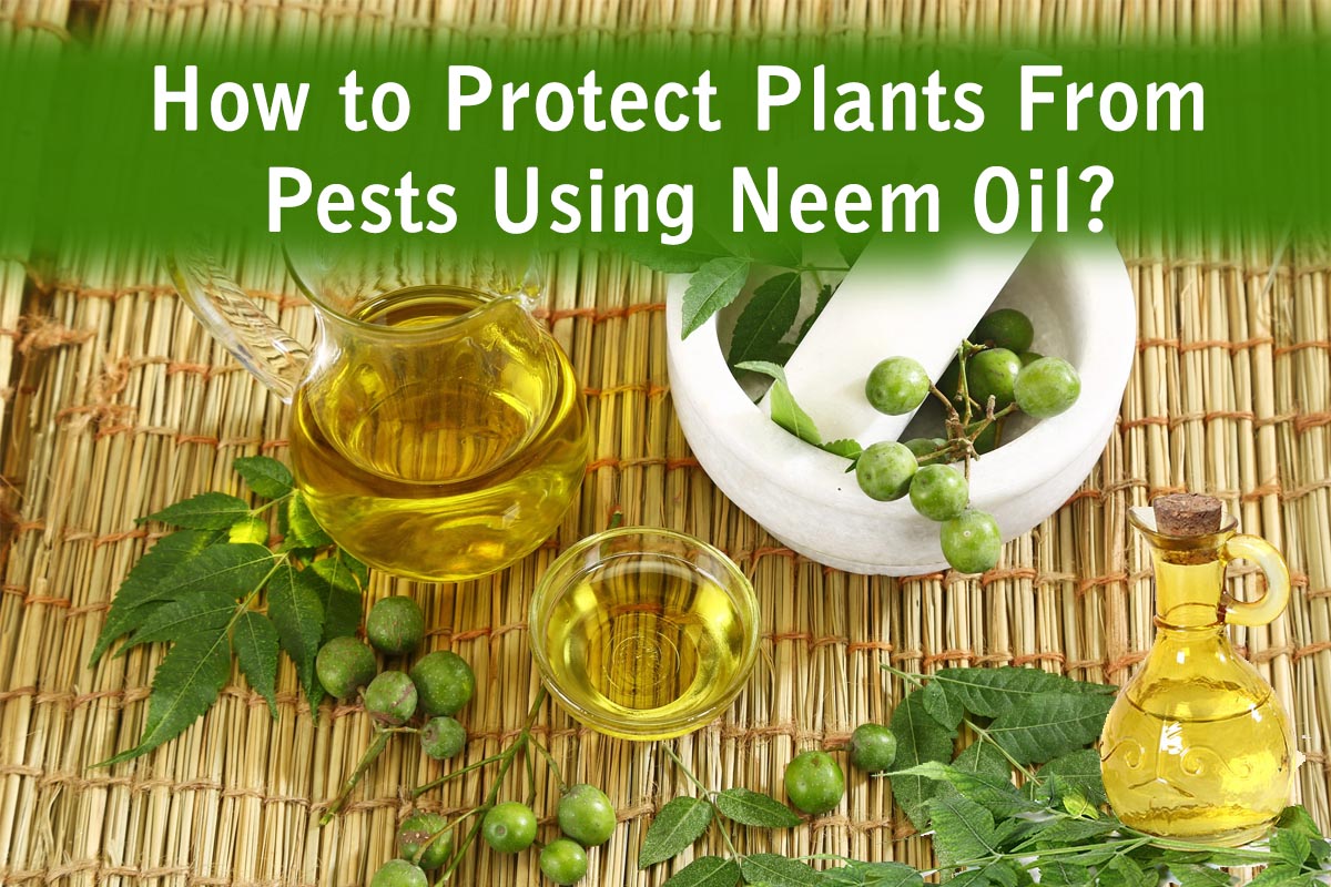 How to Protect Plants From Pests Using Neem Oil? Plants Information