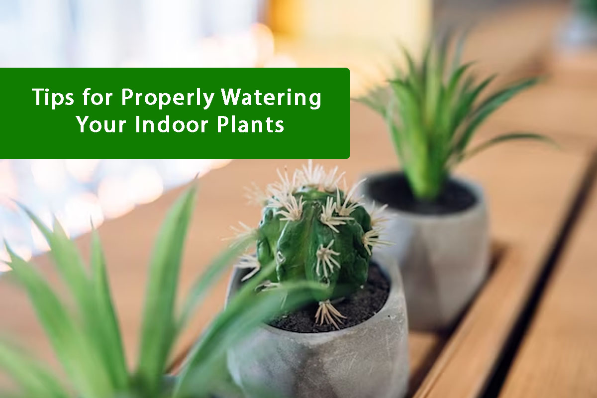 Green Thumbs Up Tips for Properly Watering Your Indoor Plants Plants