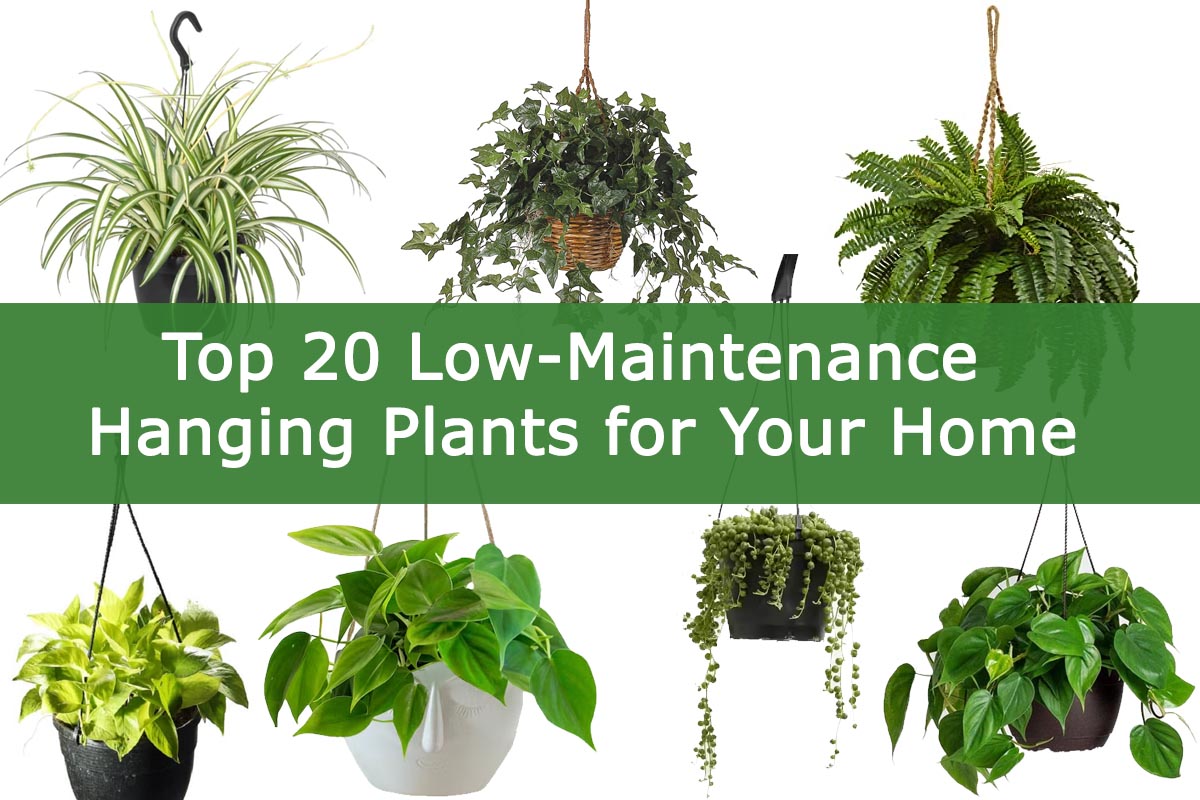 Top 20 LowMaintenance Hanging Plants for Your Home Plants Information