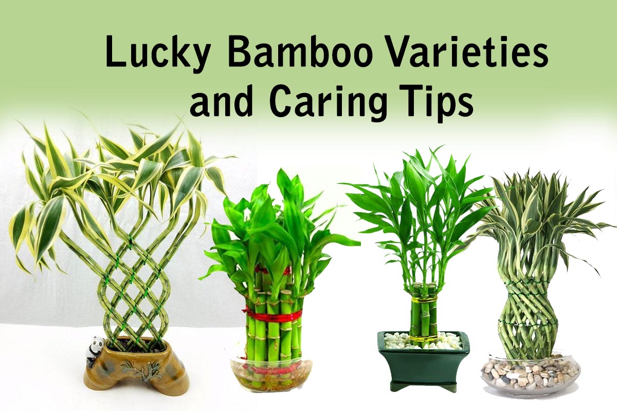Lucky Bamboo Varieties and Caring Tips Plants Information
