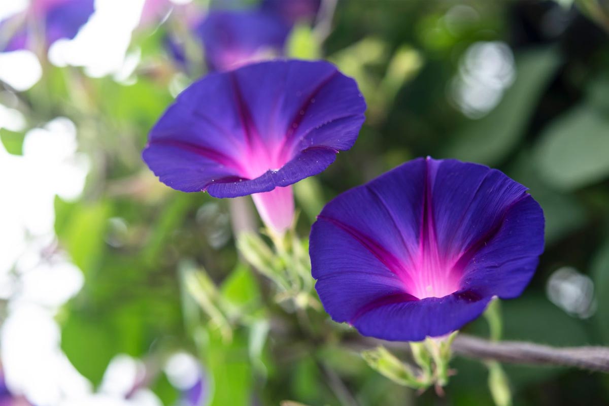 Morning Glory Plants Information