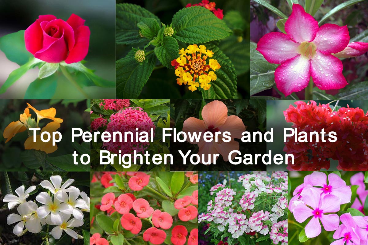 Perennial Plants