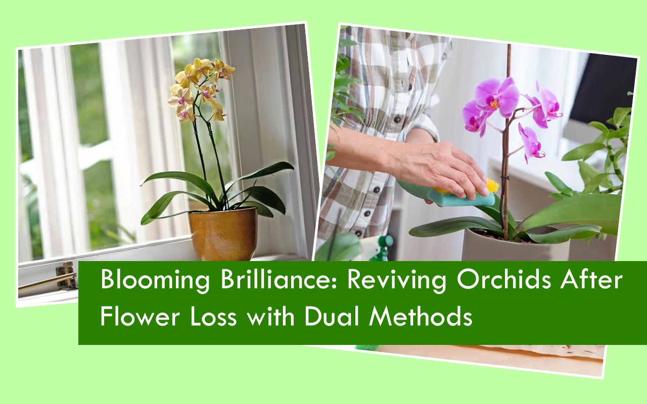 Blooming Brilliance Reviving Orchids After Flower Loss with Dual Methods