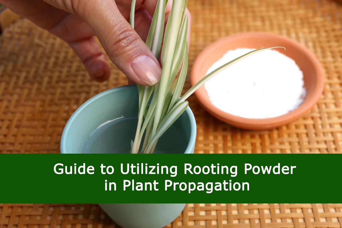 Guide to Utilizing Rooting Powder in Plant Propagation Plants Information