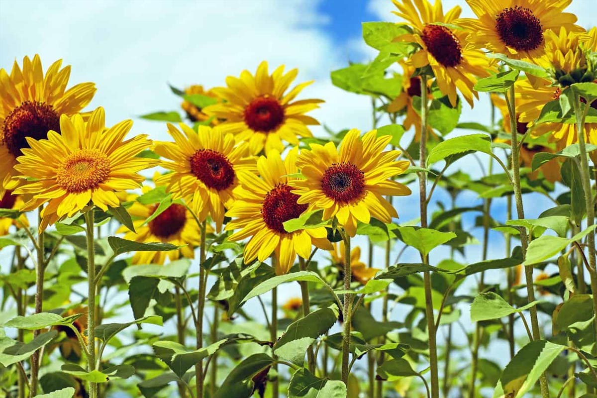Sunflower Plants Information