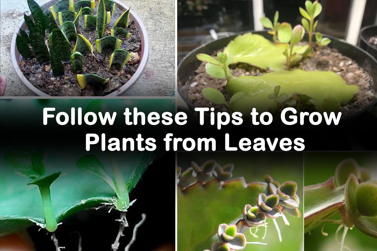 Follow these tips to grow plants from Leaves Plants Information