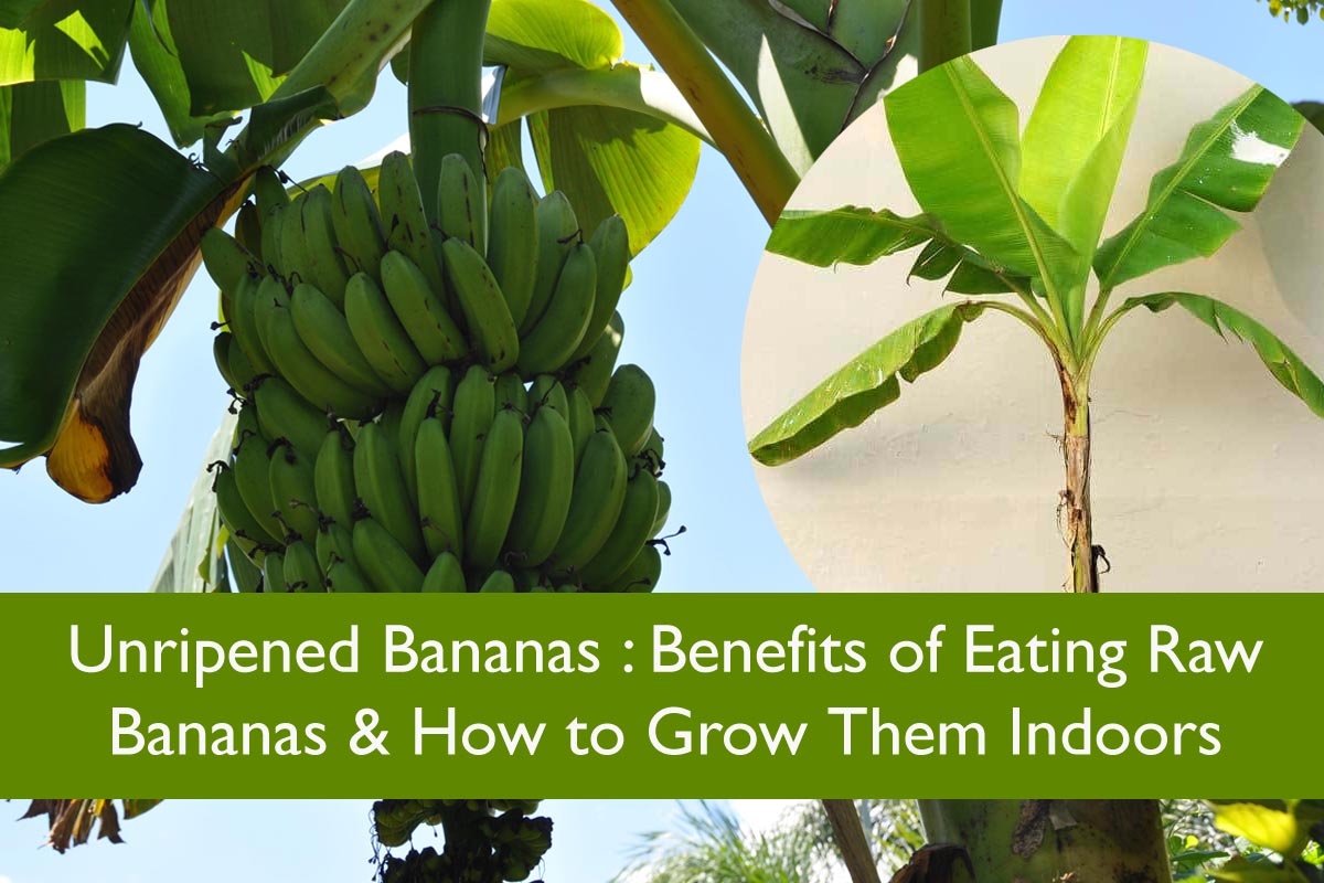 Unripened Bananas Benefits of Eating Raw Bananas & How to Grow them Indoors Plants Information