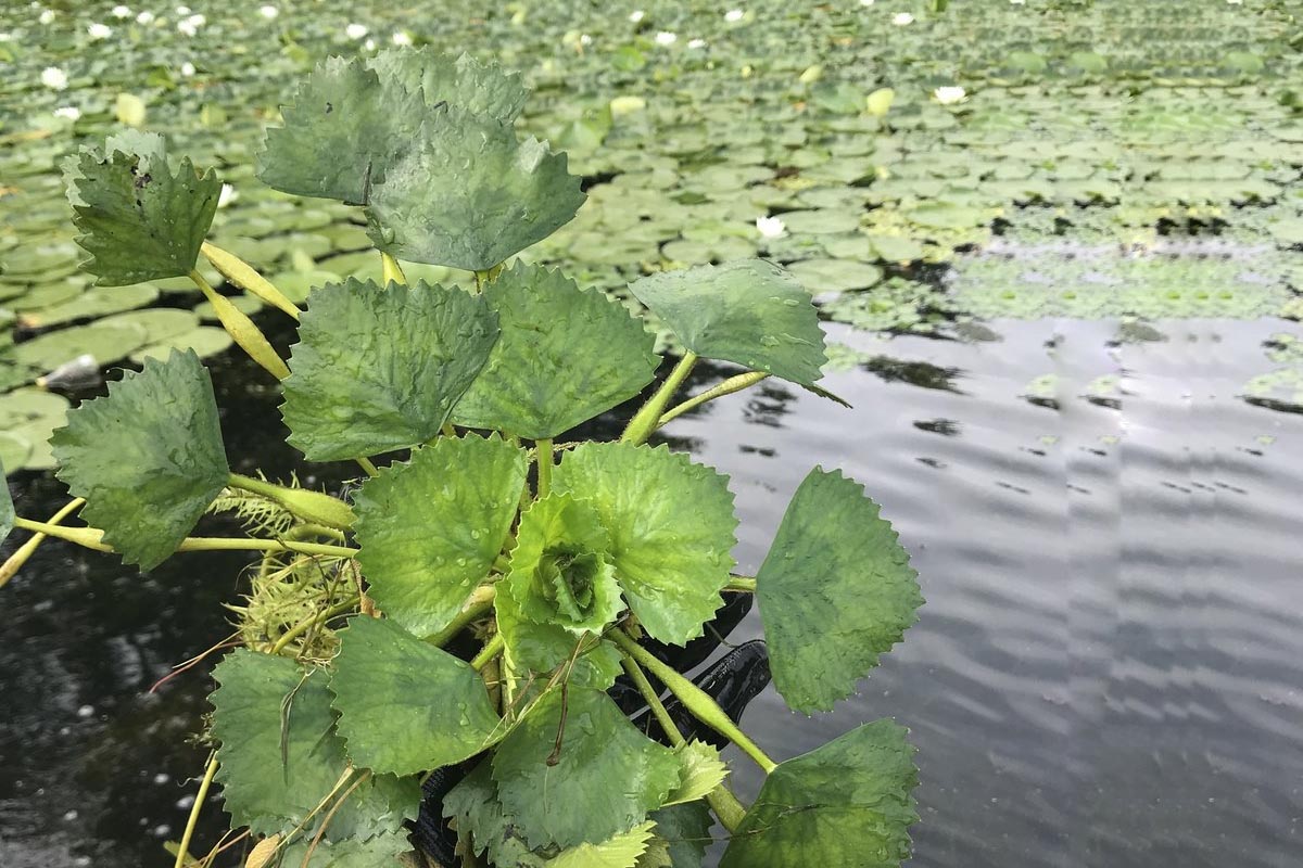 Water Chestnut / Singhaada Plant Plants Information