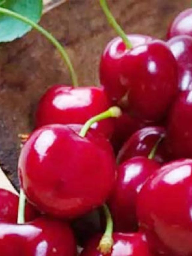 Plants Information  Stories