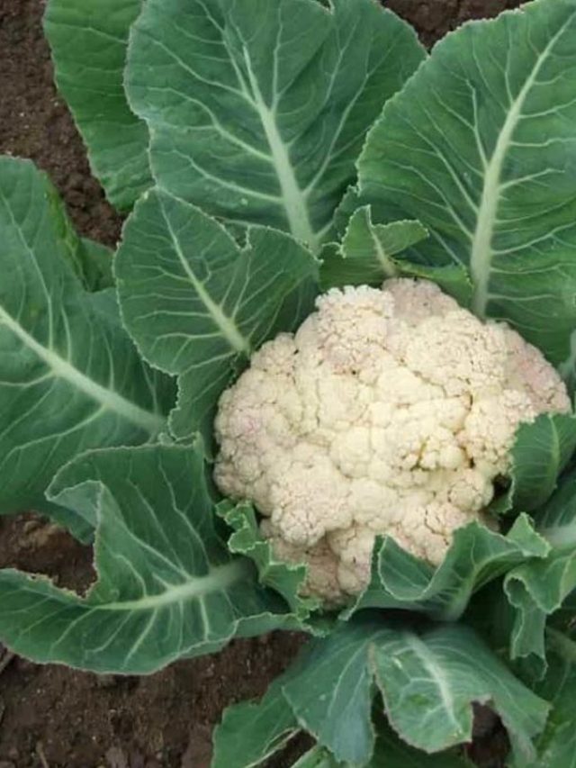 Plants Information  Stories