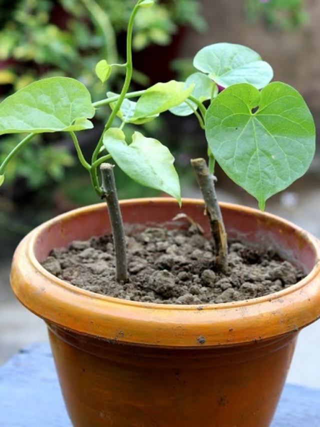 Plants Information  Stories