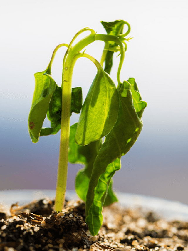 Plants Information  Stories