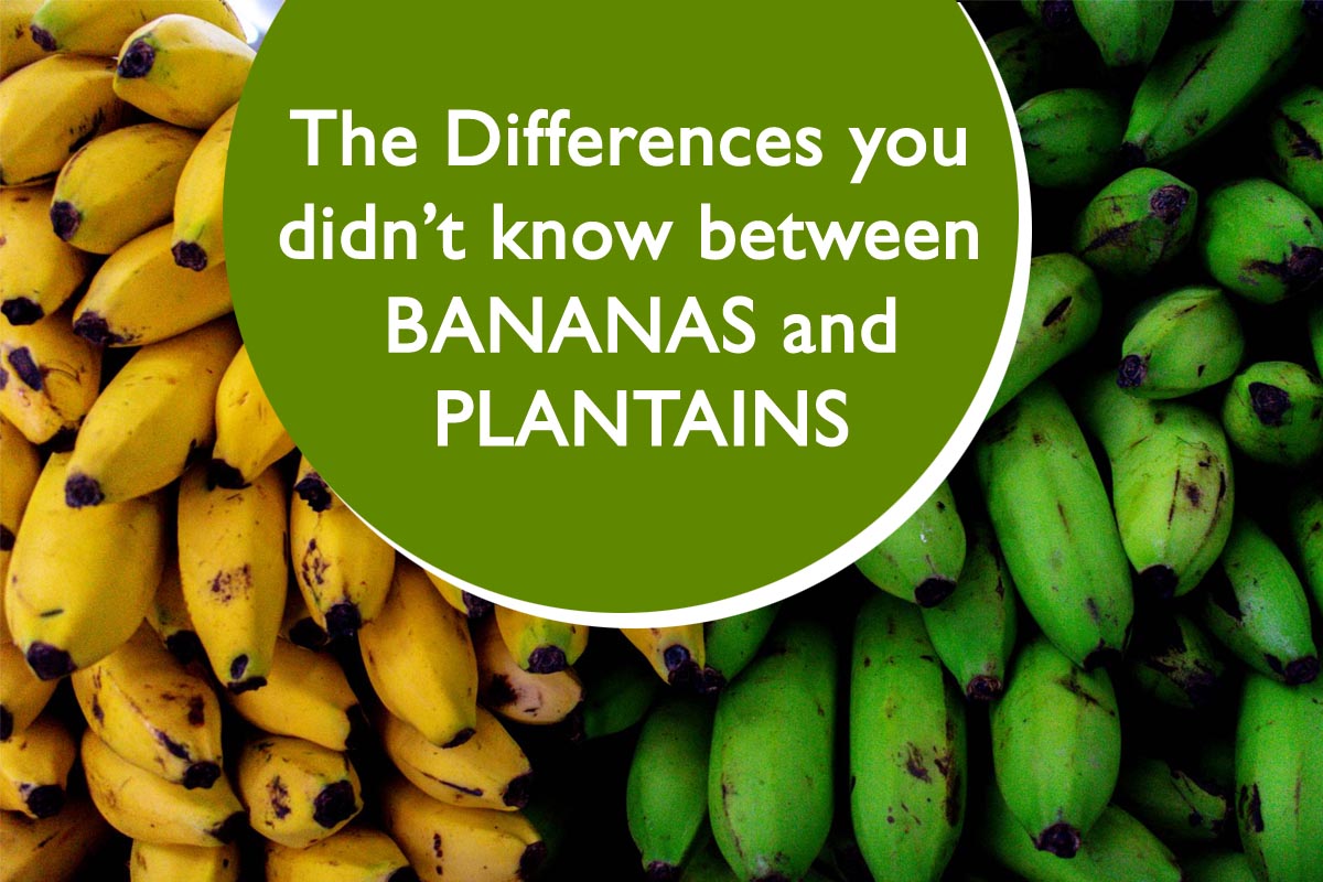 The Differences you didn’t know between BANANAS and PLANTAINS Plants