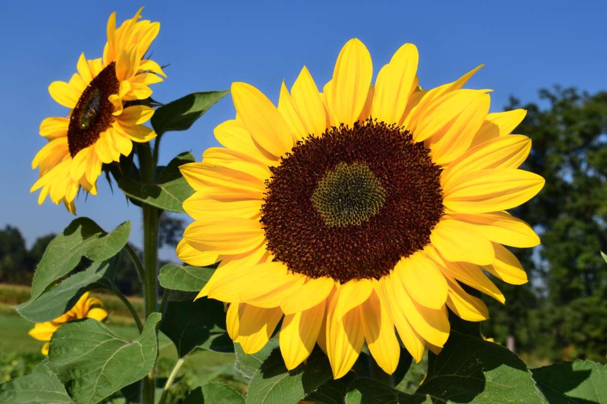 Sunflower Plants Information