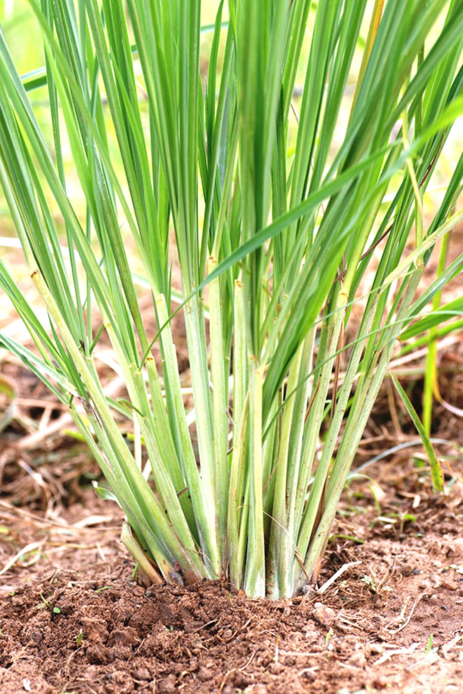 Lemon Grass Plantation by Plants Insider Plants Insider