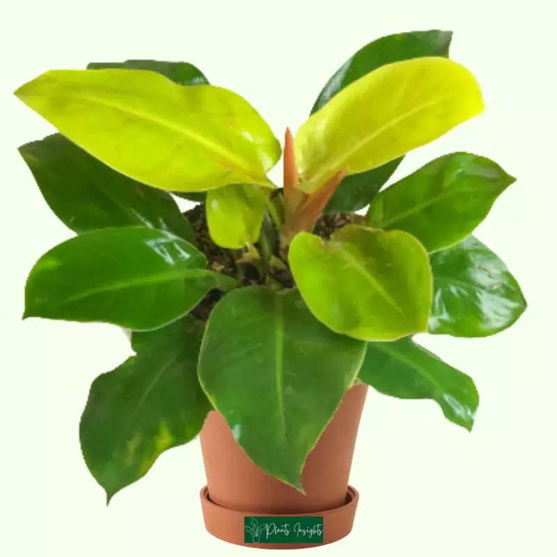 philodendron moonlight toxic to cats Most Difficult Biog Gallery Of