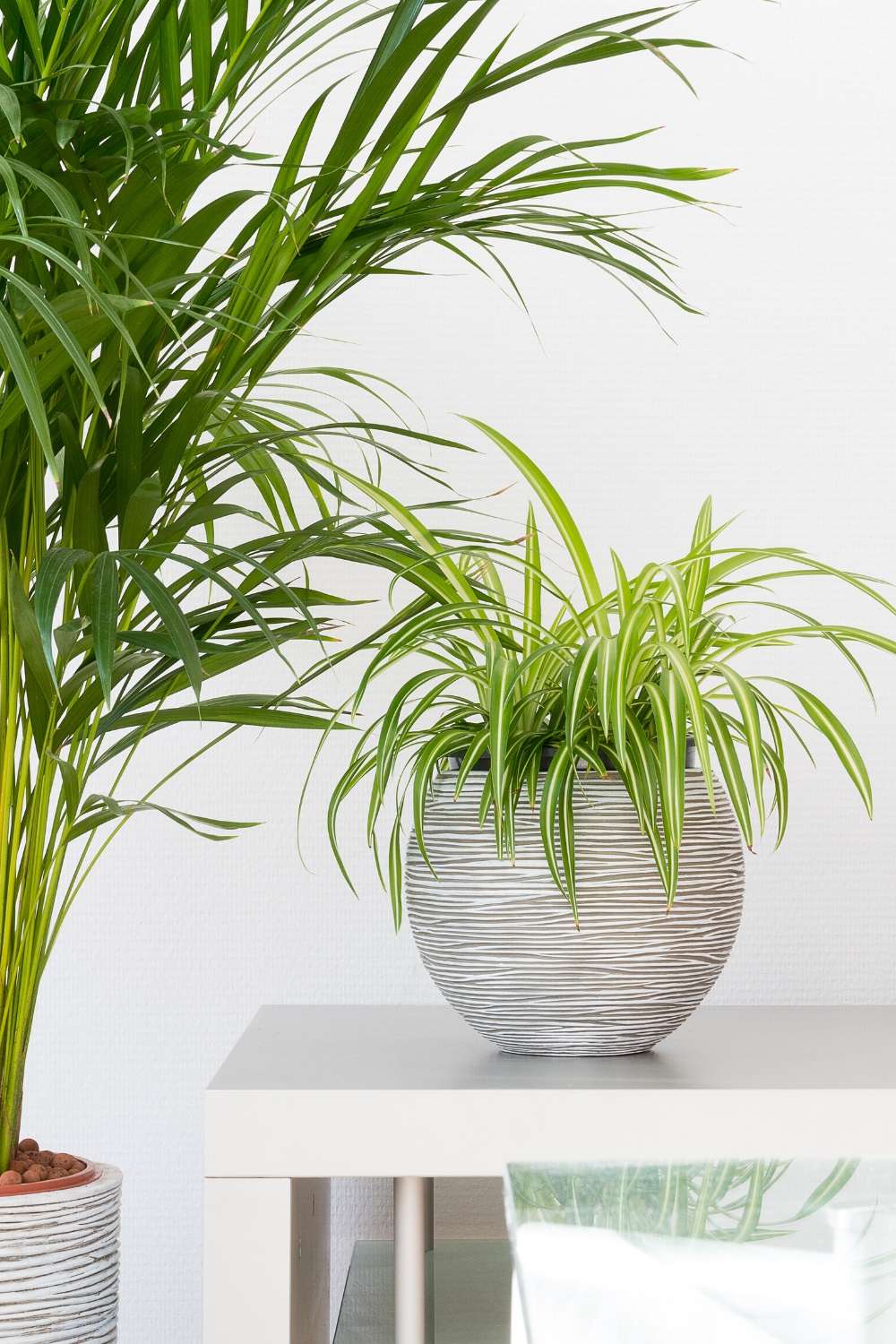 The 6 Best Houseplants for Beginners Plant Sister