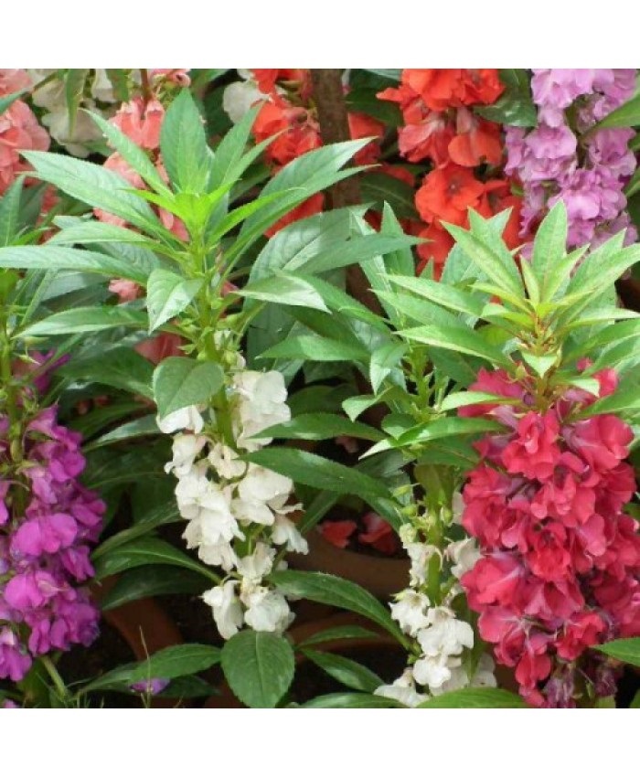 Balsam Rose Flowered Mixed Buy Online Vegetable, Flower Seeds Garden tools