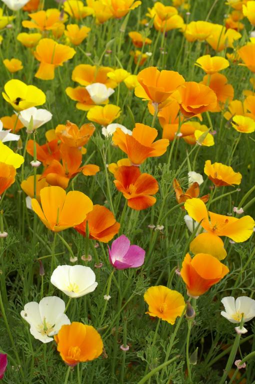 California Poppy Mixed Buy Online Vegetable, Flower Seeds Garden tools